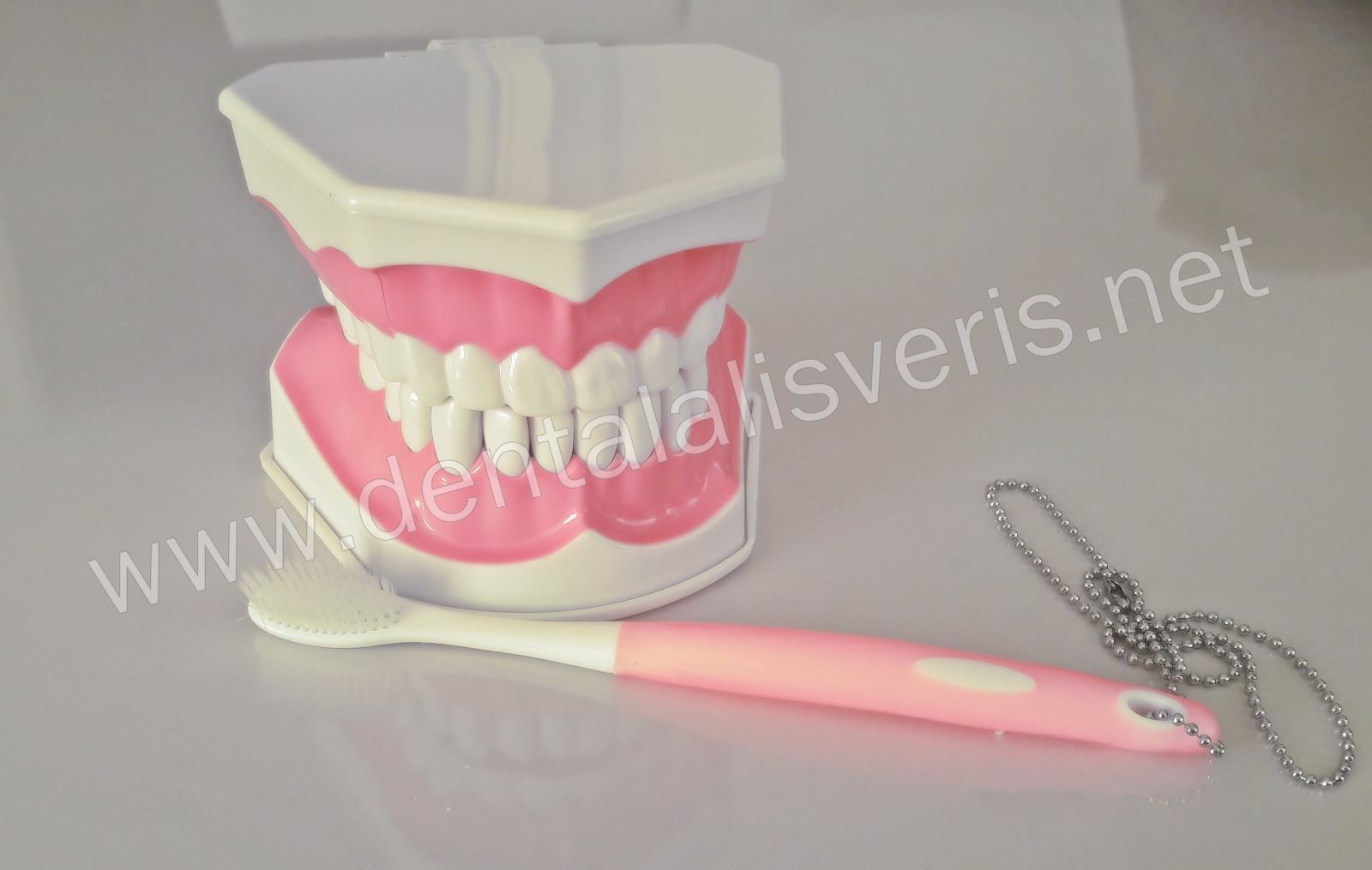 Çene (Fırçalama) Eğitim Modeli