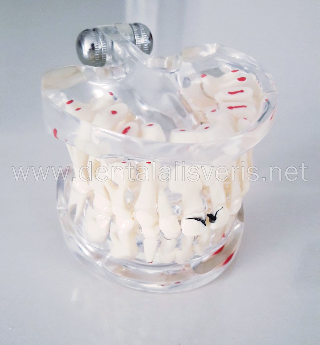 Transparan Çene (Küçük) Modeli